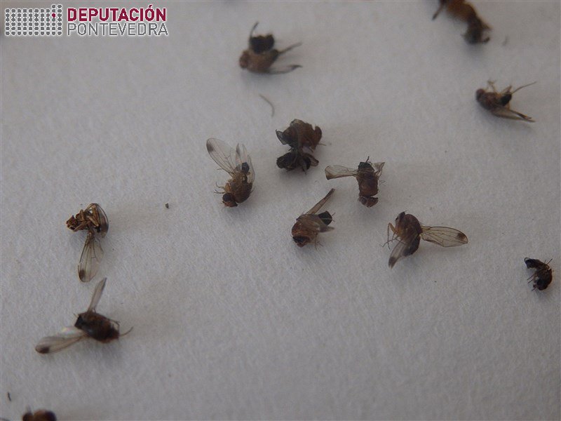 Drosophila suzukii >> 20190703_Alguns machos de Drosophila suzukii capturados nas trampas.jpg